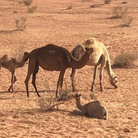 Authentic Bedouin Camp Wadi Rum Luaran gambar