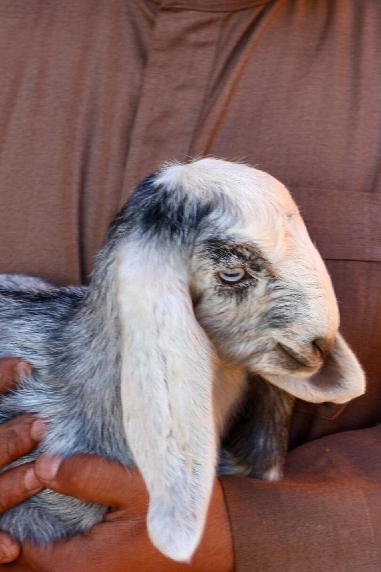 Authentic Bedouin Camp Wadi Rum Luaran gambar