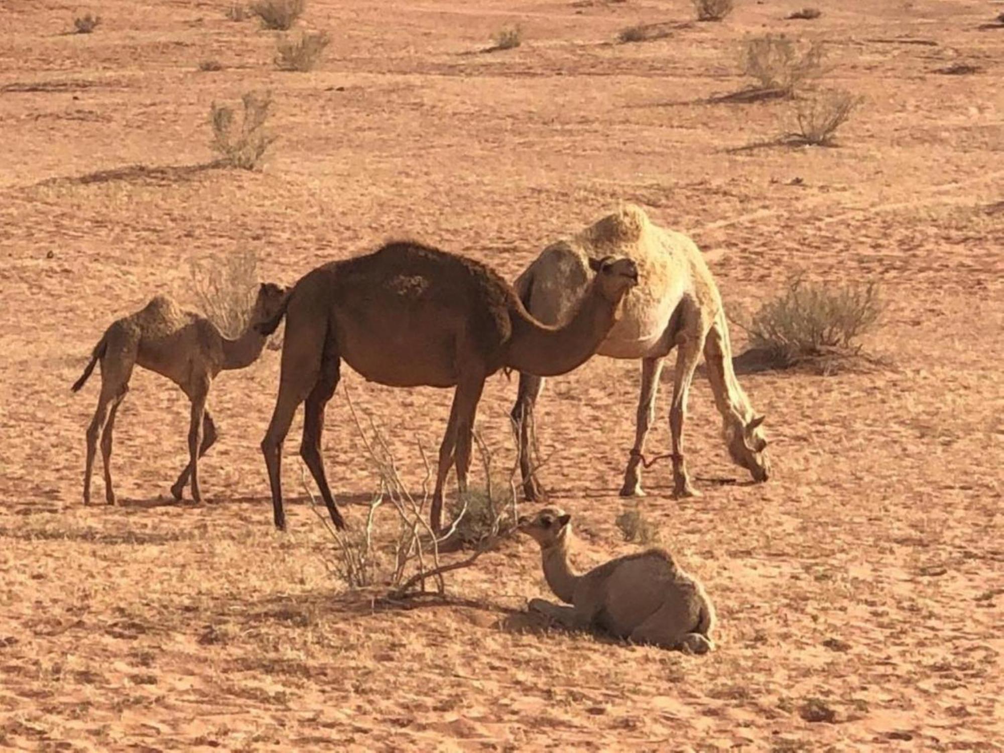 Authentic Bedouin Camp Wadi Rum Luaran gambar